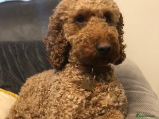 Cockapoo dogs in Aberlour - Advert 17