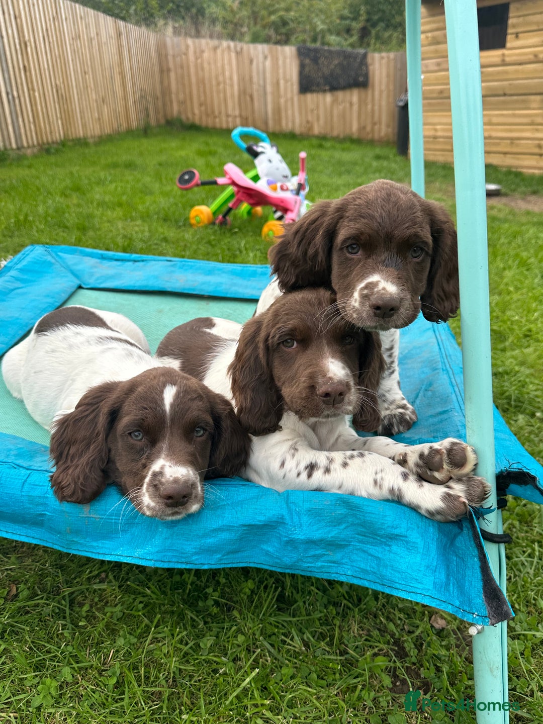 English Springer Spaniel dogs for sale: READY TO GO - KC Reg, Docked, Springer Puppies - Image 8