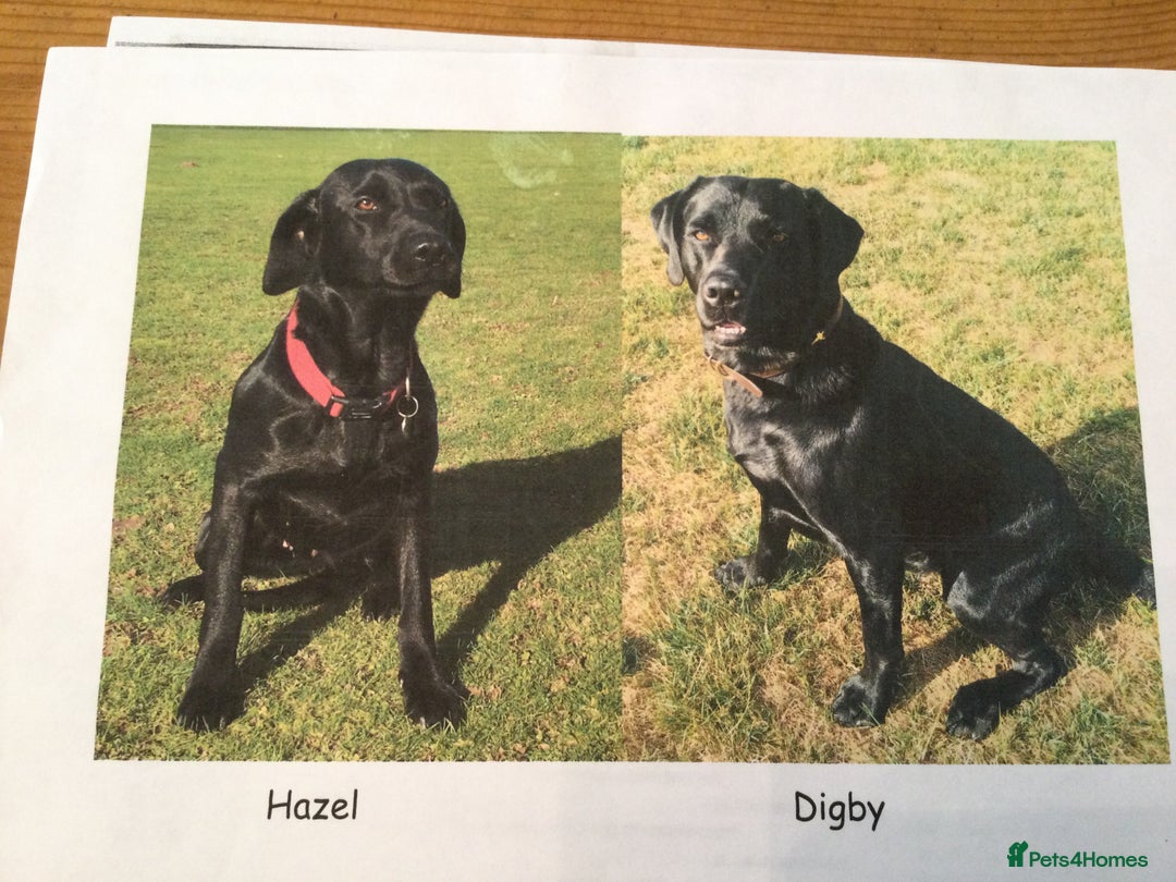 Labrador Retriever dogs for sale: Labrador Puppies for Sale - ready 28th September - Image 2