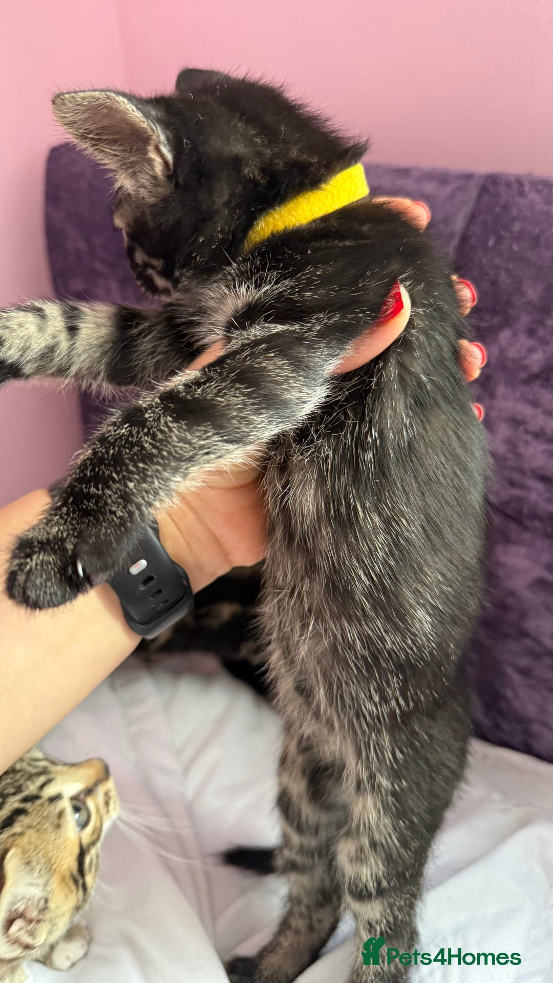 Mixed Breed cats for sale: Mixed bengal kittens - Advert 11