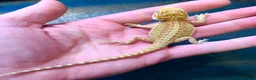Bearded Dragon reptiles for sale: Baby bearded dragons hypos mixed  - Advert 8