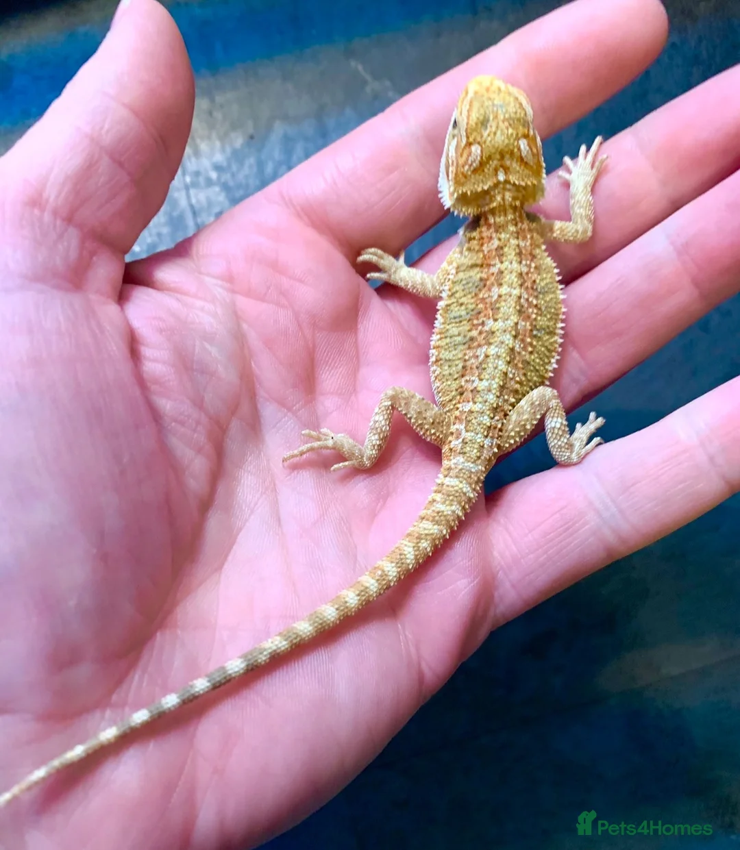 Bearded Dragon reptiles for sale: Baby bearded dragons hypos mixed  - Advert 8