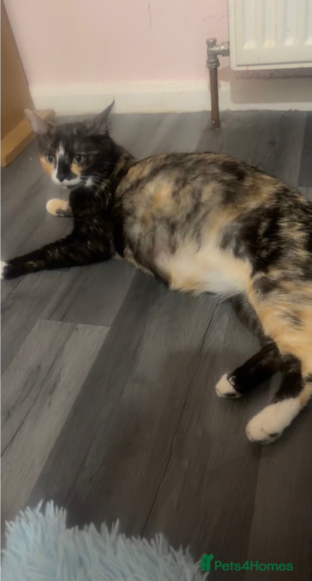 Mixed Breed cats for sale: 3 BEAUTIFUL BOYS READY TO GO 7/1 - Advert 4