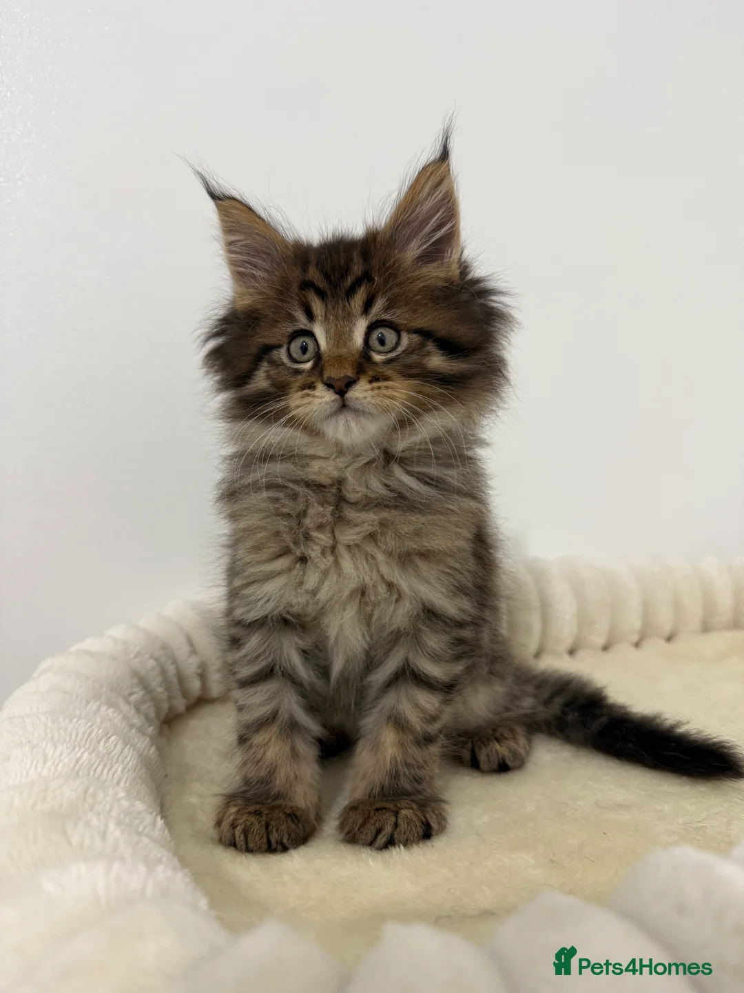Maine Coon cats for sale: XL RUSSIAN CUBS 🇷🇺💙 - Advert 10