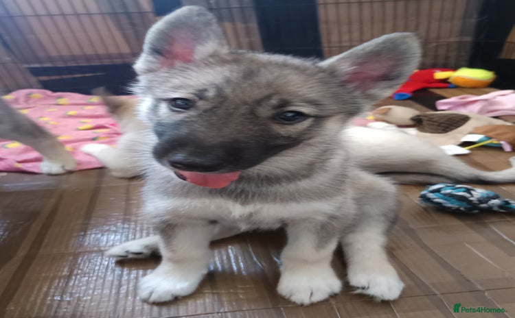 Huskita dogs - Advert 4