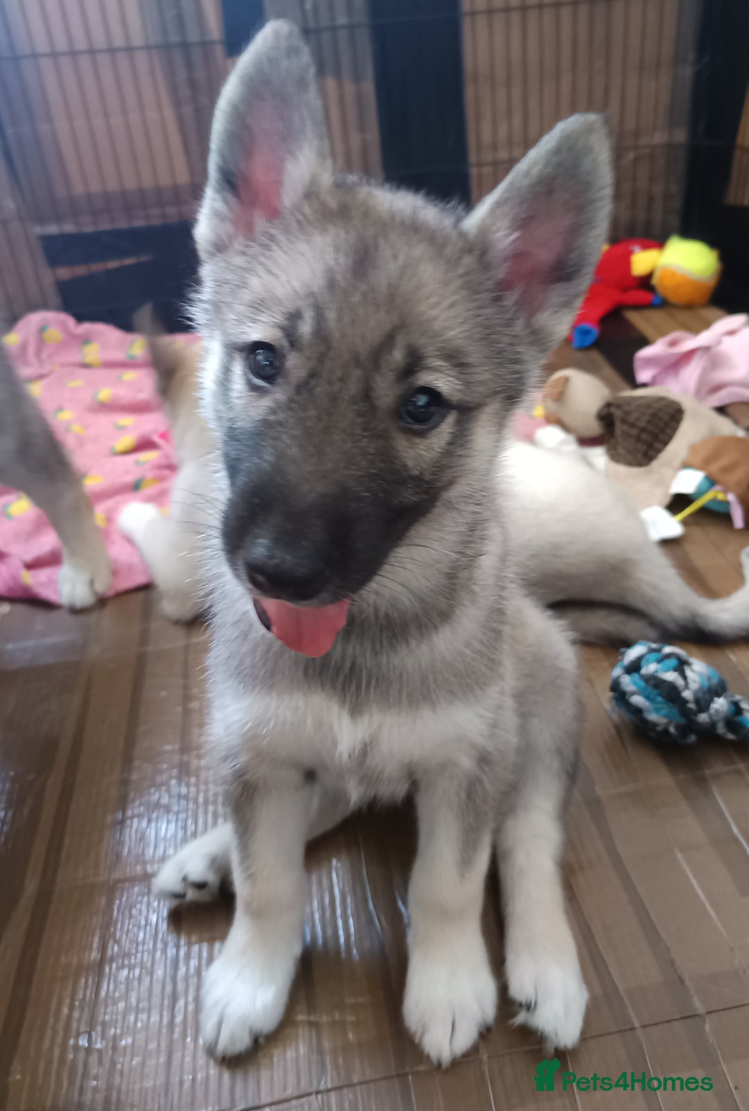 Huskita dogs for sale: Husky x puppy  - Image 1