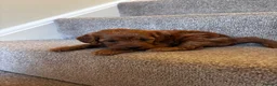 Cockapoo dogs for sale: One week and a half f1 cockapoos  - Advert 18