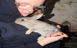 Lionhead rabbits for sale: 2x lionhead x Rex Does - Image 1