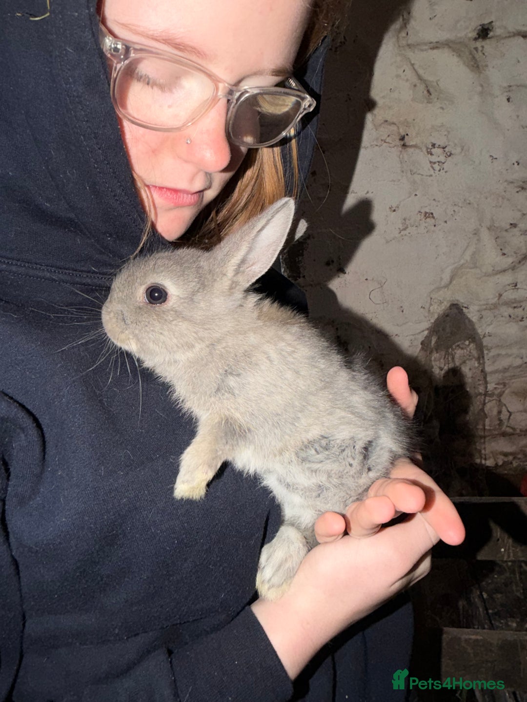 Lionhead rabbits for sale: 2x lionhead x Rex Does - Image 1