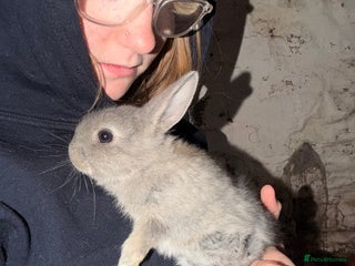 Lionhead rabbits - Advert 1