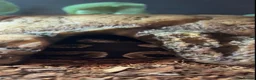 Python Snake reptiles for sale: Royal python  in Swindon - Advert 3