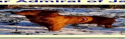 Golden Retriever dogs for sale: Beautiful dark red golden retriever puppies  - Advert 21