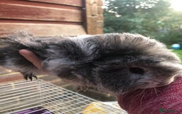 Guinea Pig rodents for sale: 2 beautiful baby boy Guineapigs  - Image 5
