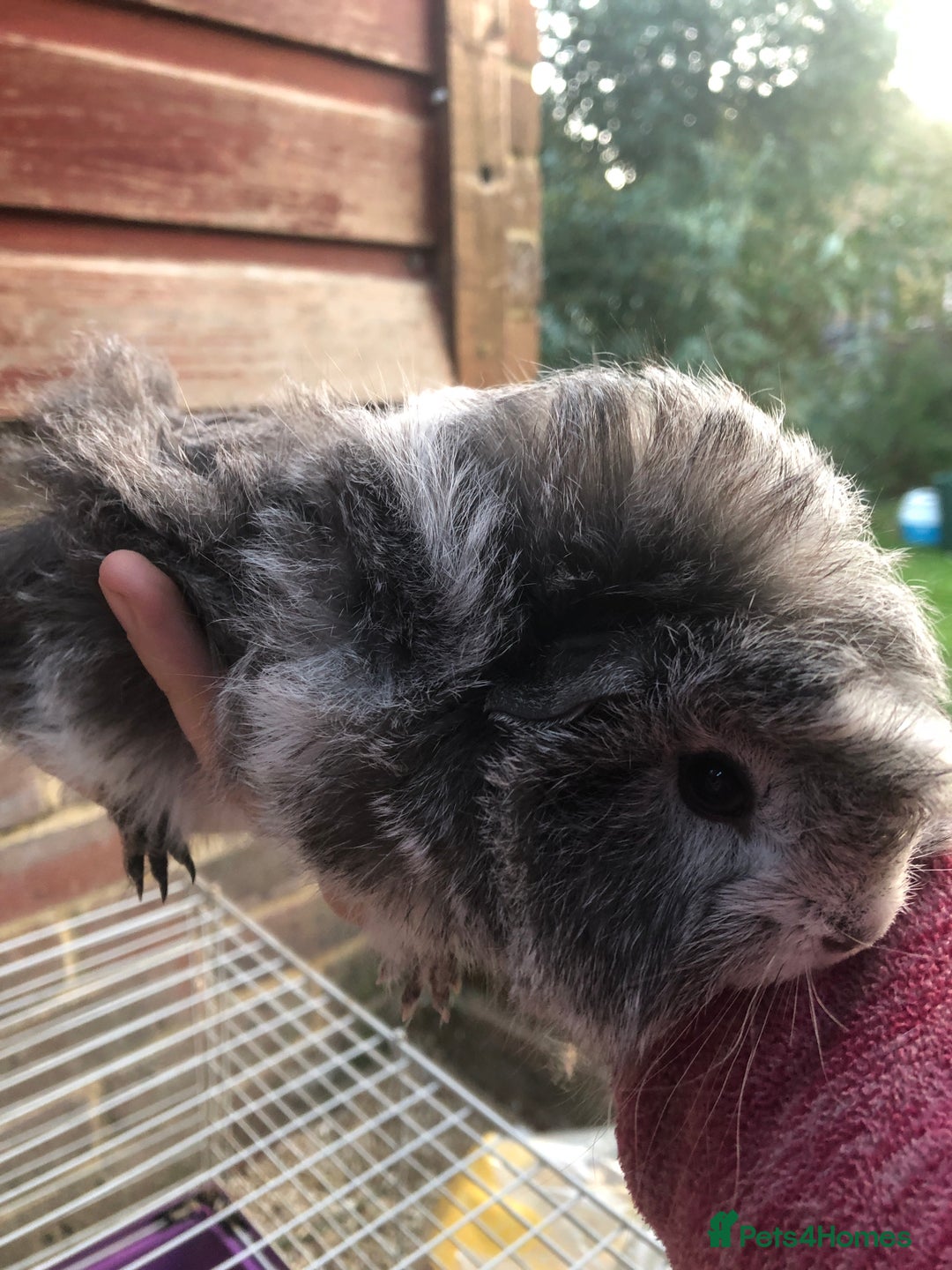 Guinea Pig rodents for sale: 2 beautiful baby boy Guineapigs  - Image 5