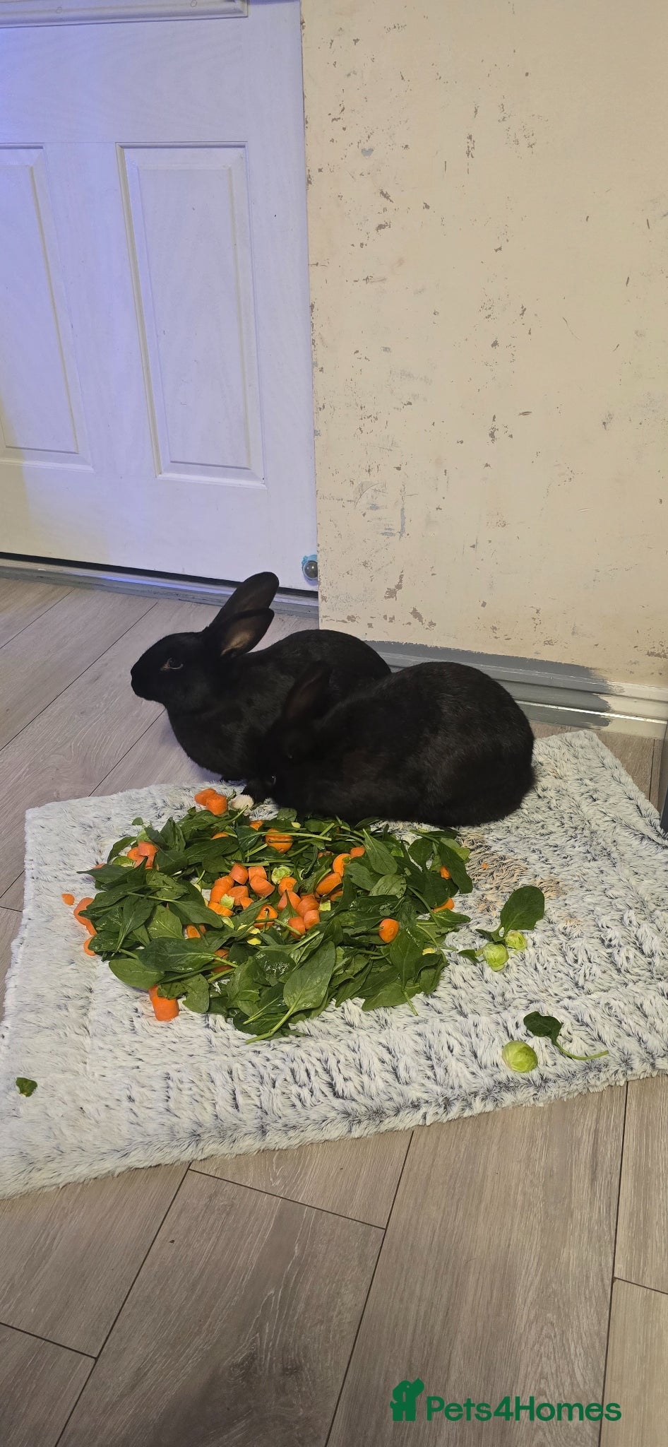 Flemish rabbits Flemish - Advert 1