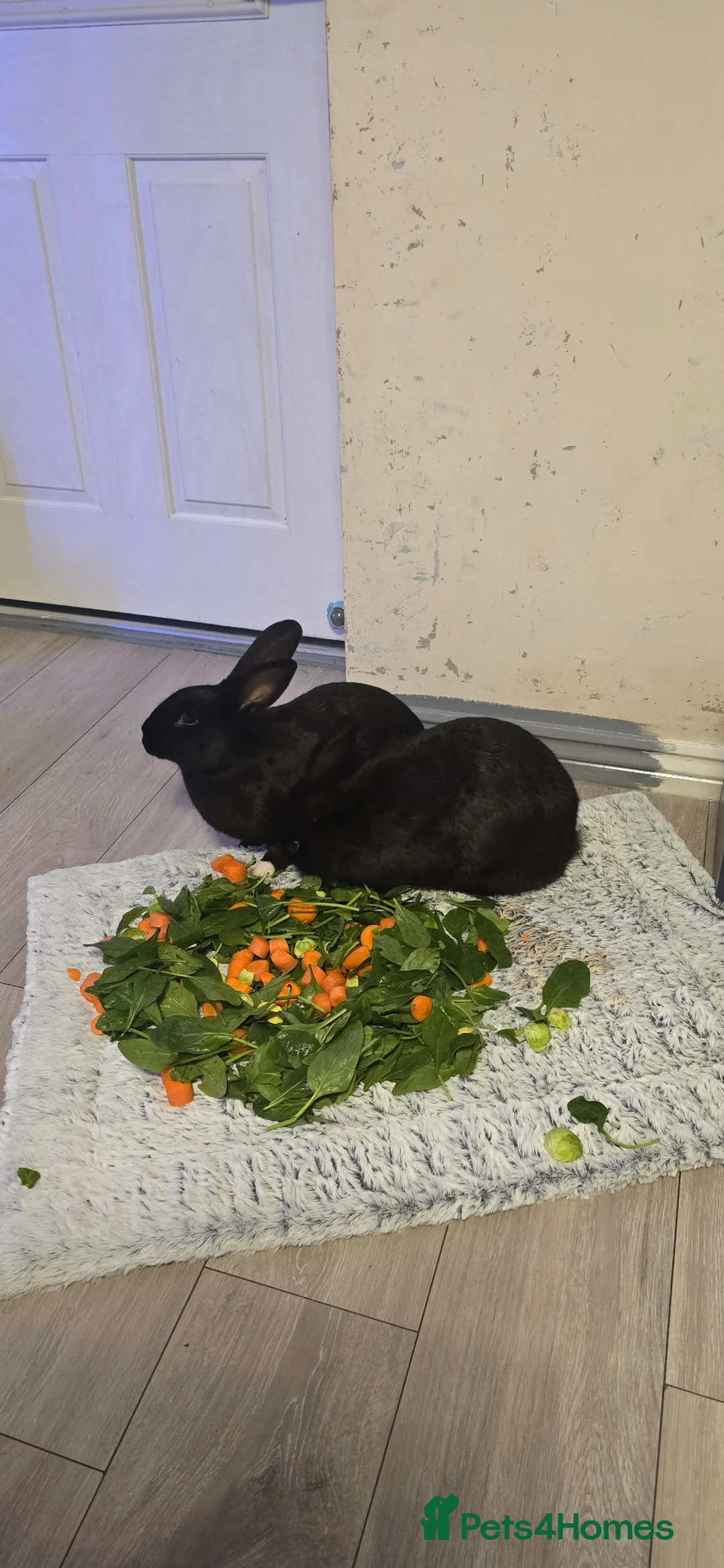 Flemish rabbits for sale: Flemish in Telford - Advert 1