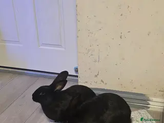 Flemish rabbits Flemish - Advert 1