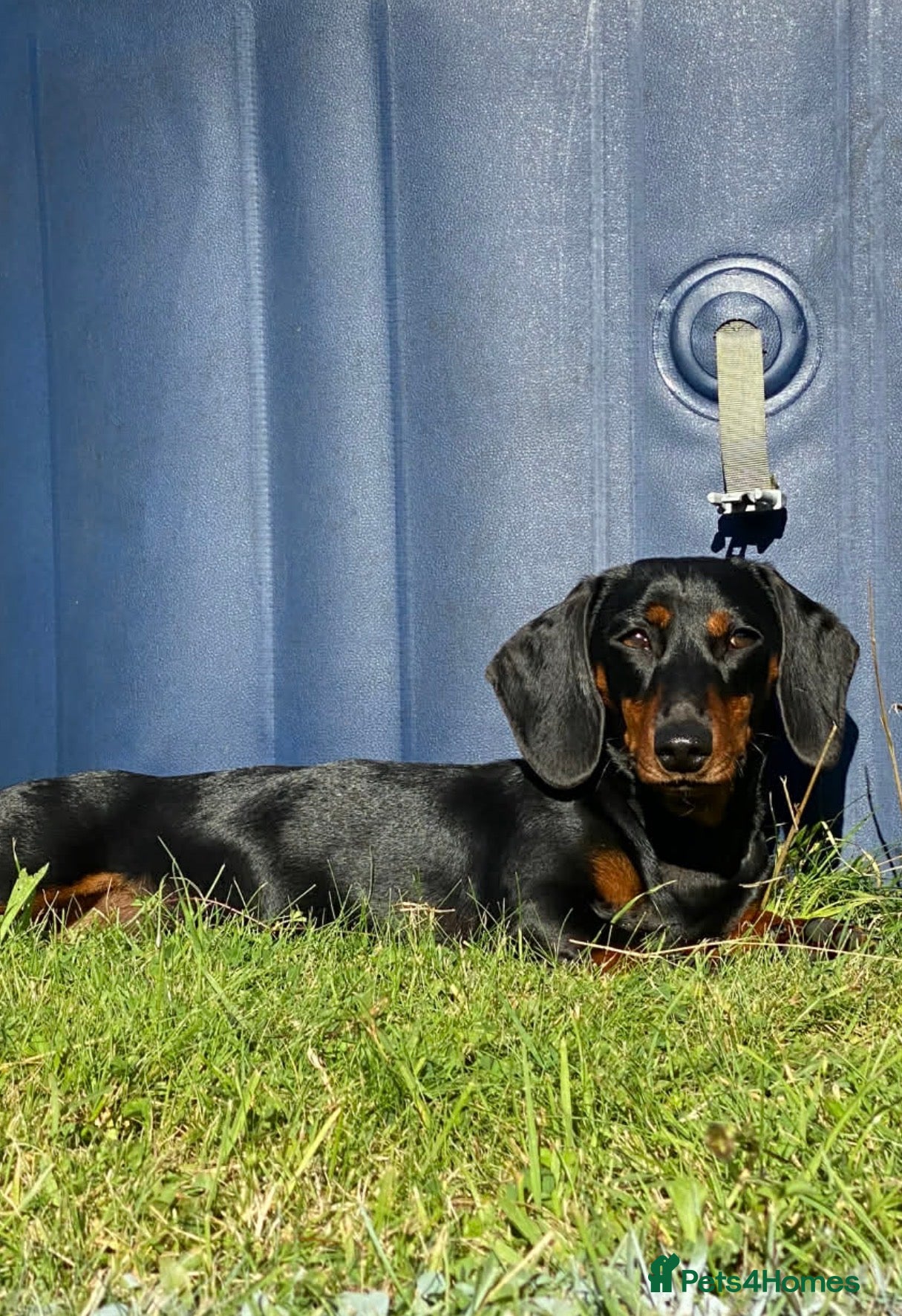 Miniature Dachshund dogs Miniature dachshunds - Advert 5