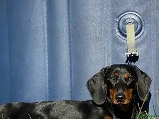 Miniature Dachshund dogs Miniature dachshunds - Advert 1