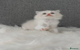 Ragdoll cats for sale: Best Ragdoll Kittens Regional Winner - Image 15