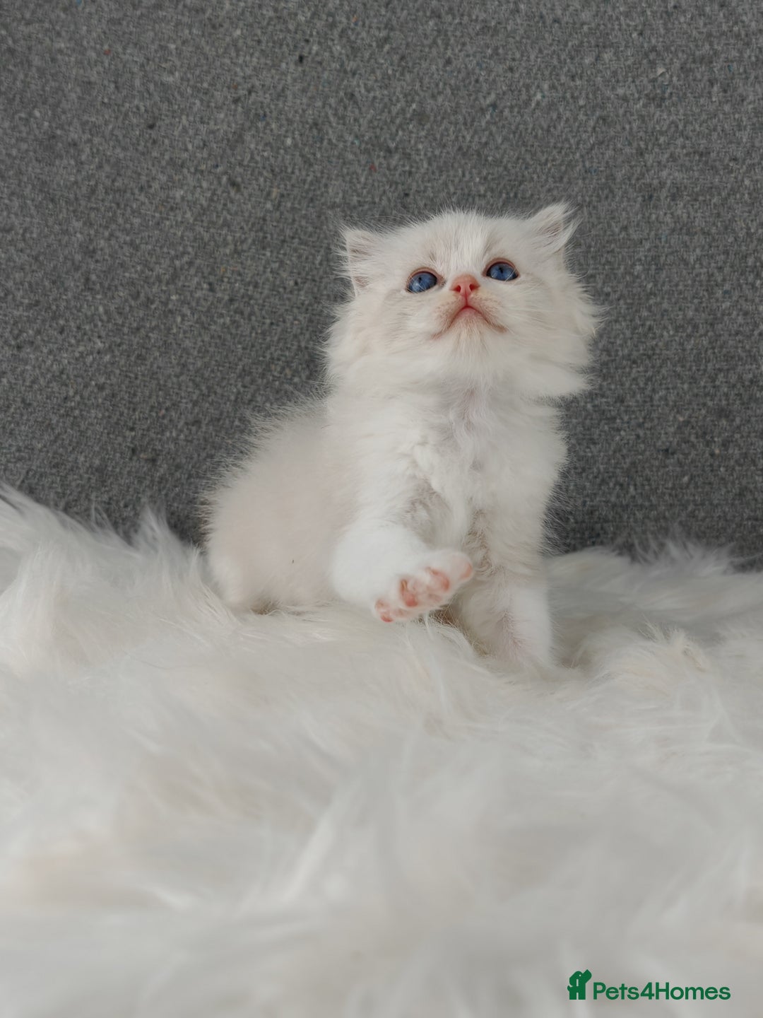 Ragdoll cats for sale: Best Ragdoll Kittens Regional Winner - Image 15