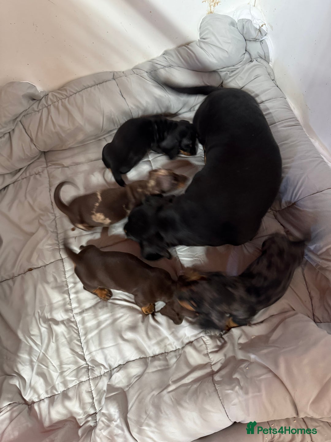 Miniature Dachshund dogs for sale: MINIATURE DACHSHUND PUPPIES  - Advert 7