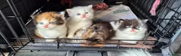 Mixed Breed cats for sale: Beautiful kittens  - Advert 13