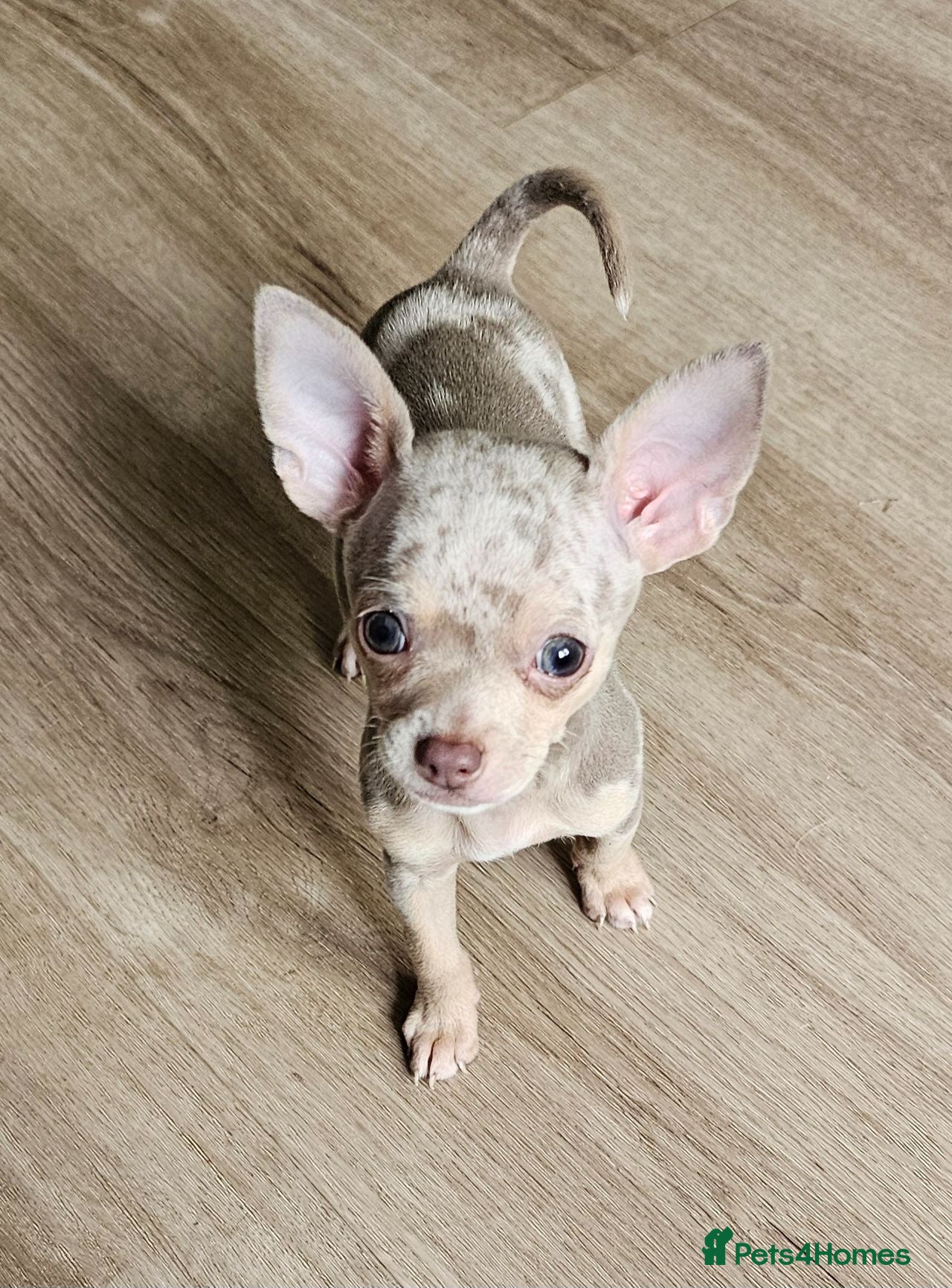 Chihuahua dogs Last lil boy chihuahua merle puppy  - Advert 14