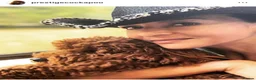 Australian Labradoodle dogs for sale: Multigenerational Australian Labradoodle puppies - Advert 13