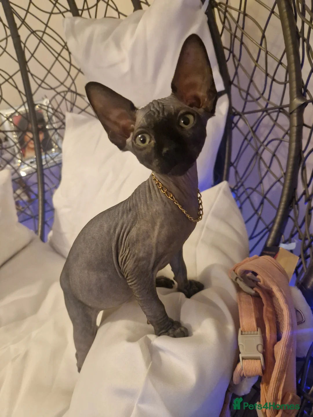 Sphynx cats for sale: Canadian Sphynx kittens - Advert 20