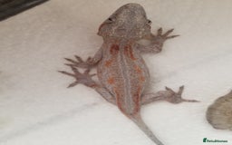 Gecko reptiles for sale: Juvenile gargoyle gecko, red and orange! - Image 3