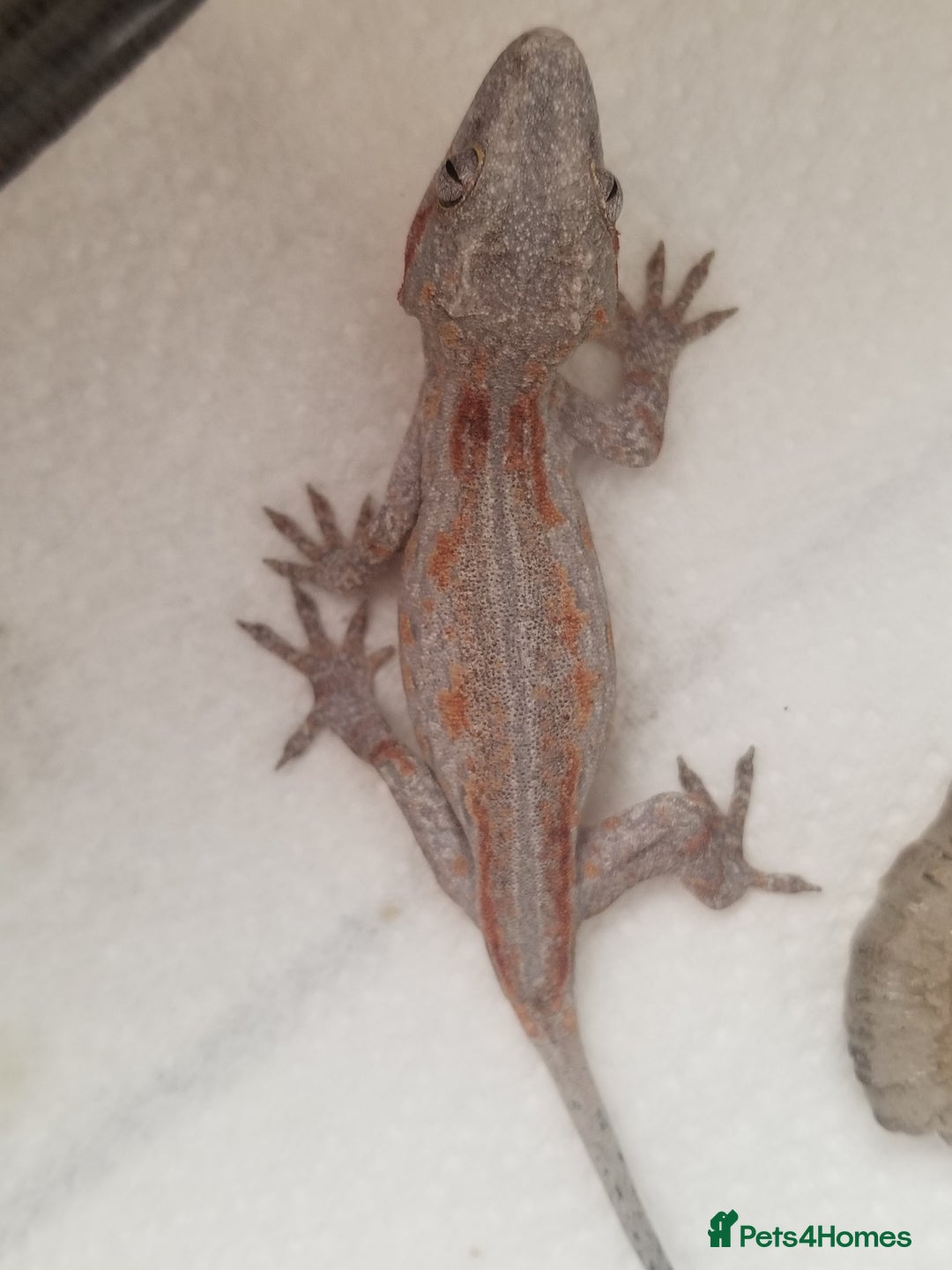 Gecko reptiles for sale: Juvenile gargoyle gecko, red and orange! - Image 3