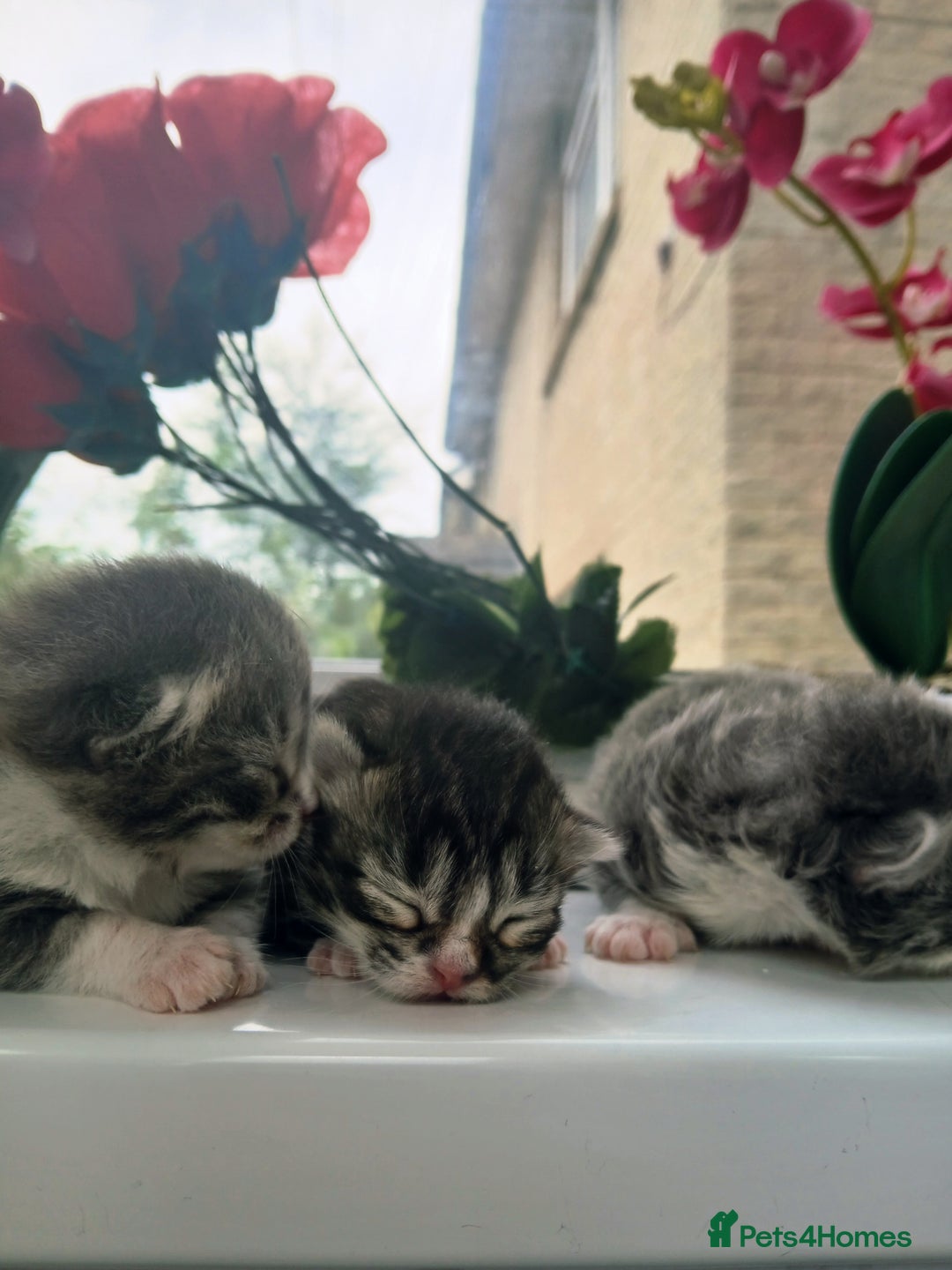 Russian Blue cats for sale: Russain blue x Maine coon Kittens for Sale - Image 13