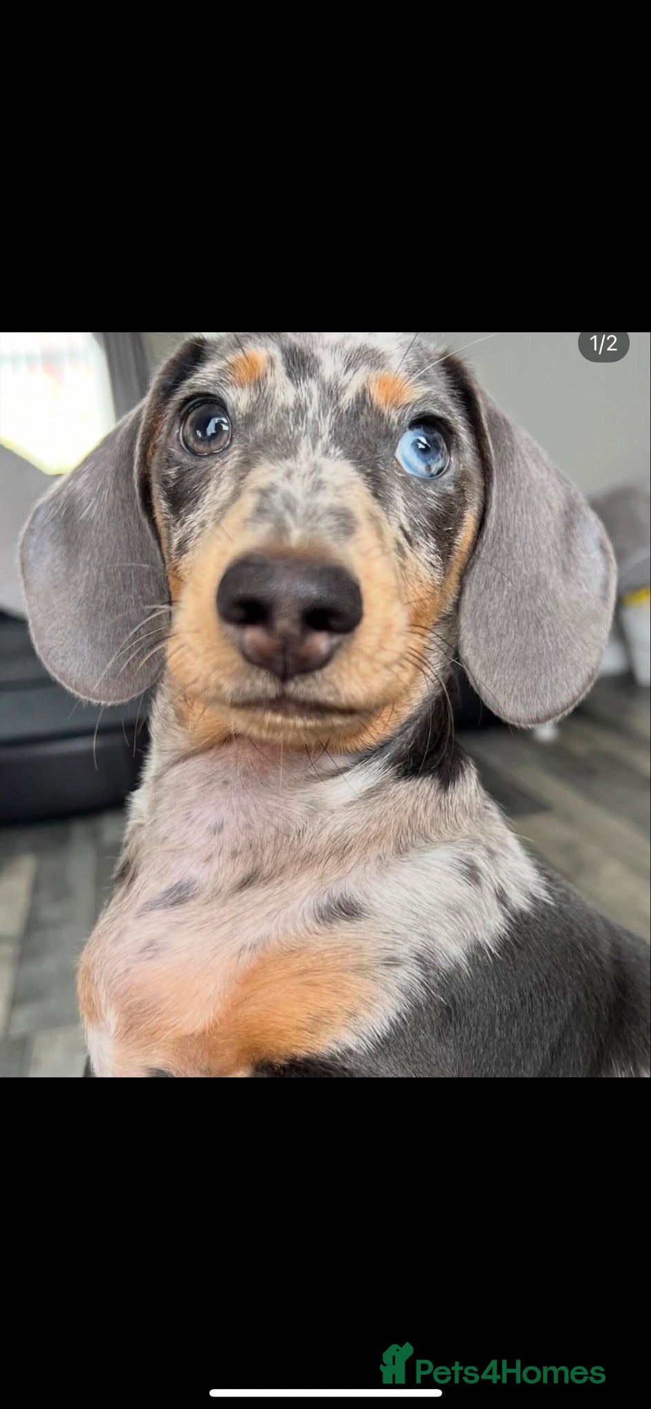 Miniature Dachshund dogs STUD Marvin Isabella Dapple Miniature Dachshund  - Advert 1