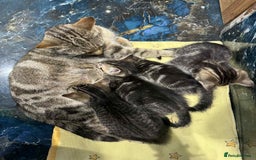 Mixed Breed cats for sale: Adorable Mixed Breed Kitten for Sale! - Image 18