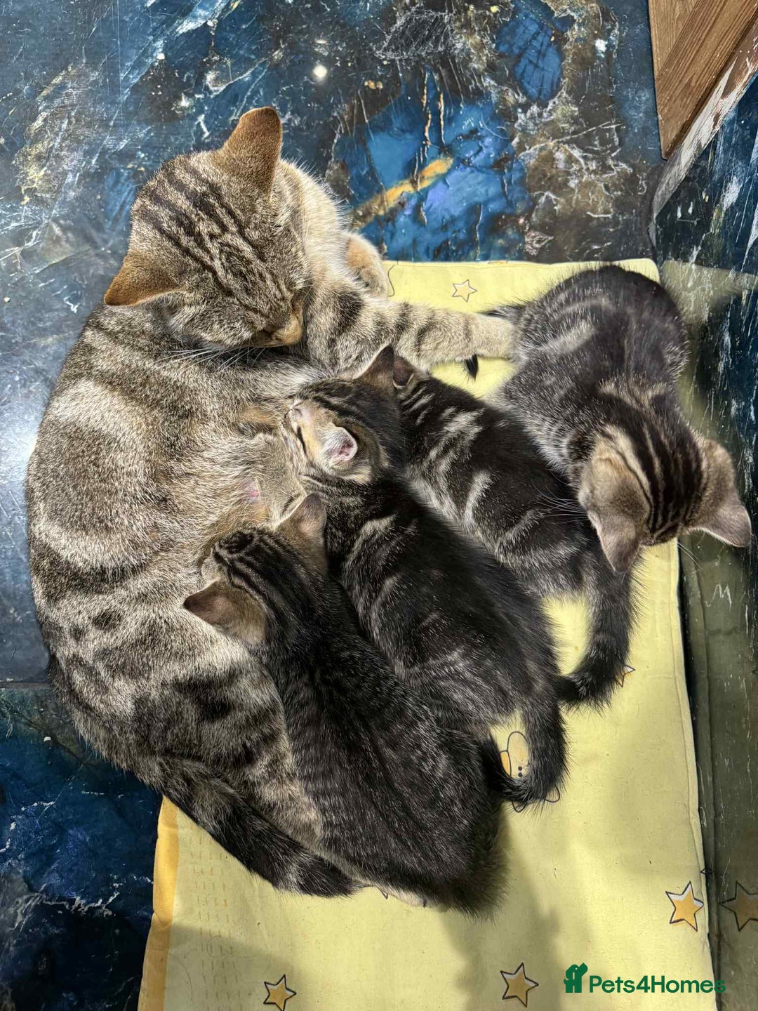Mixed Breed cats for sale: Adorable Mixed Breed Kitten for Sale! - Image 18