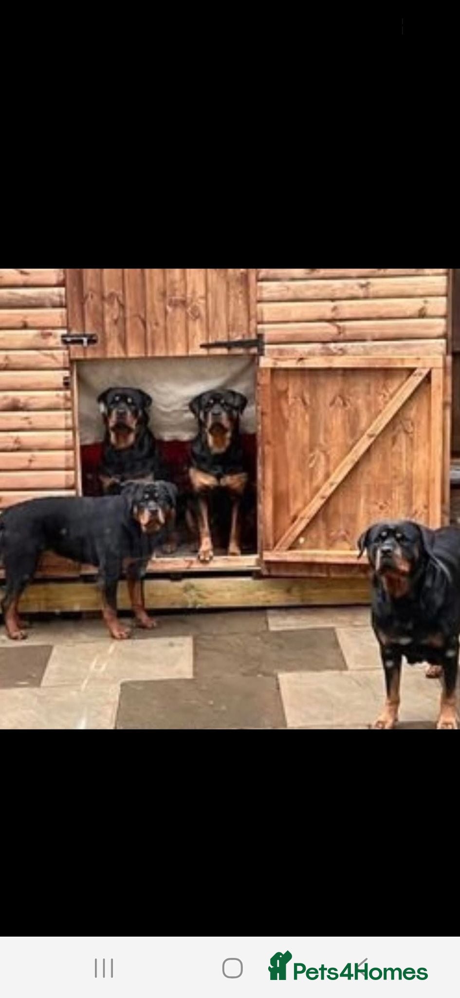 Rottweiler dogs Rottweiler pupps for sale  - Advert 2