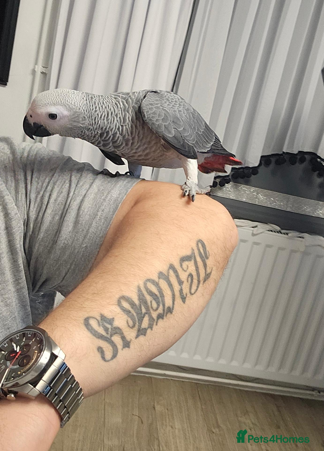 Parrots birds for sale: African grey parrot dna, certyficate - Advert 22