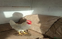 Chickens poultry for sale: Gorgeous White Cockerel For Sale - Image 2