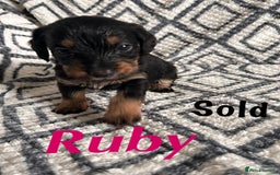 Mixed Breed dogs for sale: Doxiepoo Puppies For Sale  - Image 2