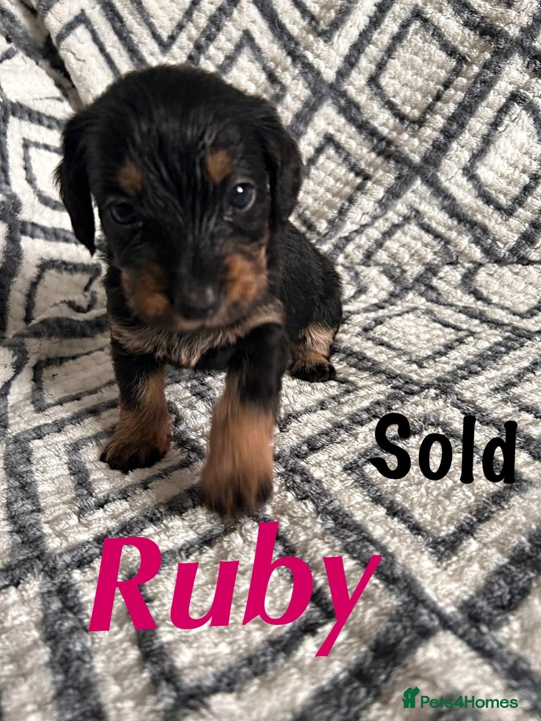 Mixed Breed dogs for sale: Doxiepoo Puppies For Sale  - Image 2