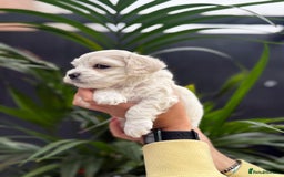 Maltipoo dogs for sale: ❤️Maltipoo beutifull puppies healthy checked❤️😍🥰 - Image 20
