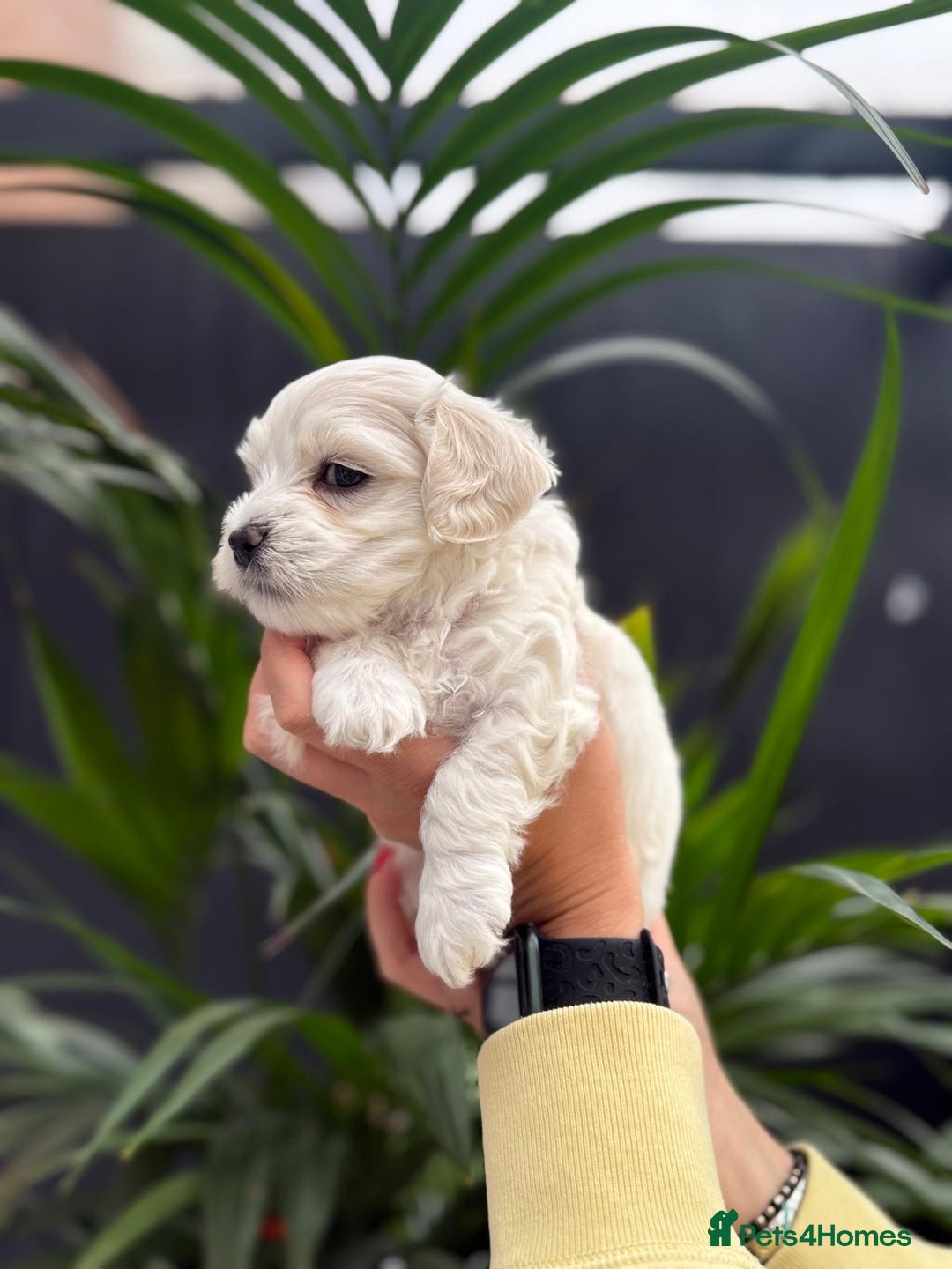 Maltipoo dogs for sale: ❤️Maltipoo beutifull puppies healthy checked❤️😍🥰 - Image 20