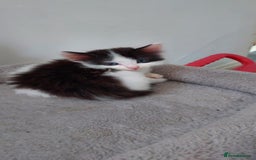 Mixed Breed cats for sale: Beautiful mixed breed  - Image 3