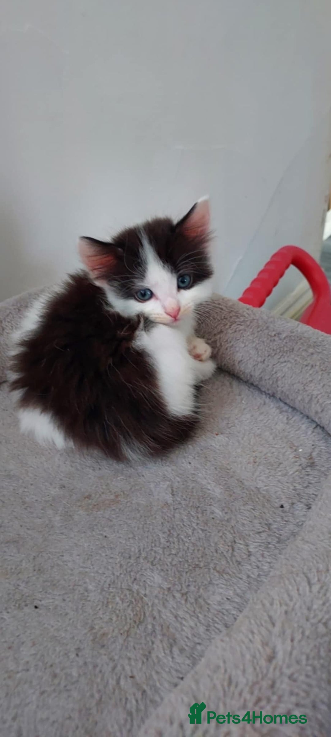 Mixed Breed cats for sale: Beautiful mixed breed  - Image 3