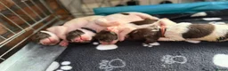 English Springer Spaniel dogs for sale: 7 stunning springer spaniels 🐾 - Advert 4