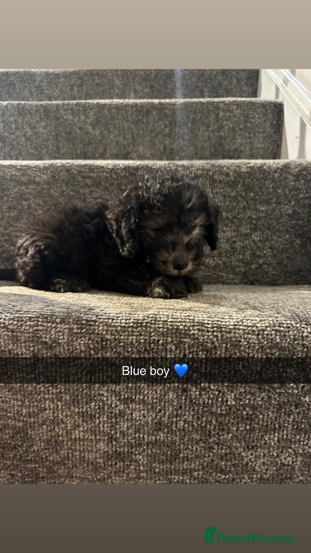 Bedlington Terrier dogs for sale: Two stunning blue bedlington pups  - Image 4