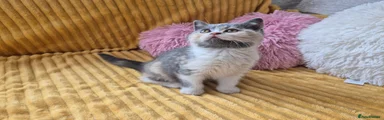 British Shorthair 3