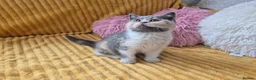 British Shorthair cats for sale: Ready! From GCCF parents with champions in line - Advert 10
