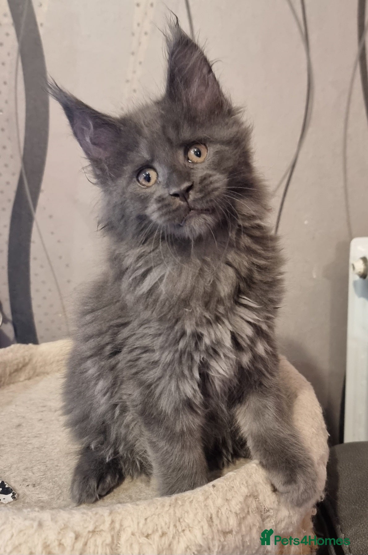 Maine Coon cats Gorgeous pedigree kittens  - Advert 1